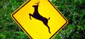 Les cerfs de Virginie : La Sûreté du Québec lance un appel à la vigilance